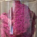 ⁦دراجون فروت مجفف – 50 جم⁩ - الصورة ⁦4⁩