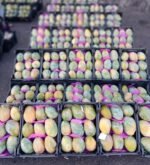 مانجو كيت فرز اول مواصفات تصدير متنقيه بالواحده من المزرعه لباب بيتك 😍🚀🏠