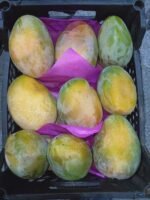 ⁦مانجو كيت فرز اول مواصفات تصدير متنقيه بالواحده من المزرعه لباب بيتك 😍🚀🏠⁩ - الصورة ⁦2⁩