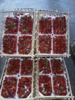 ⁦فراوله مزارع الاسماعيليه فرز اول مواصفات تصدير (متنقيه بالواحده) قفص 8 اطباق 399ج شحن مجاني 🏠🚀😍⁩ - الصورة ⁦2⁩